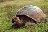 Giant tortoise Santa Cruz Island  - click to enlarge